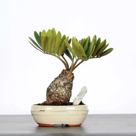 ZAMIA 1-9