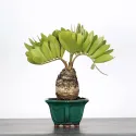 ZAMIA 1-11