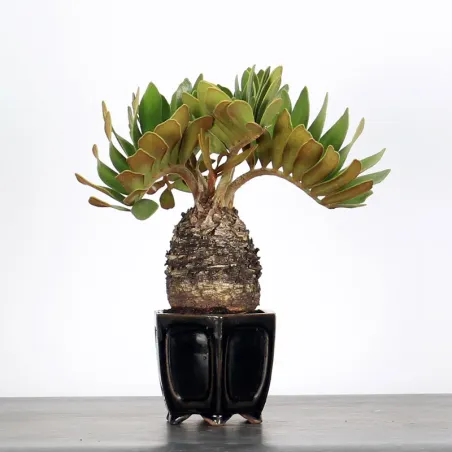 ZAMIA 1-15