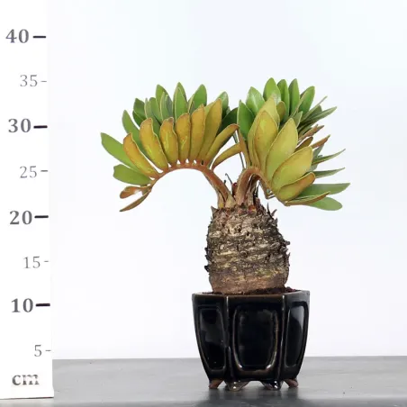image supplémentaire - ZAMIA 1-15