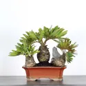 ZAMIA 2-2