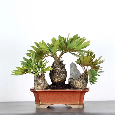 ZAMIA 2-2