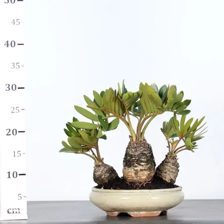 image supplémentaire - ZAMIA 2-3