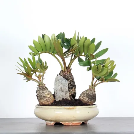 ZAMIA 2-3