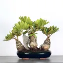 ZAMIA 2-4