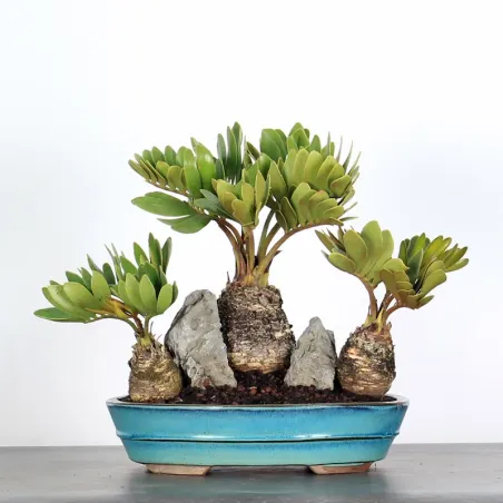 ZAMIA 2-5