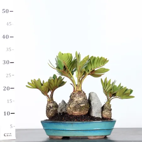 image supplémentaire - ZAMIA 2-5