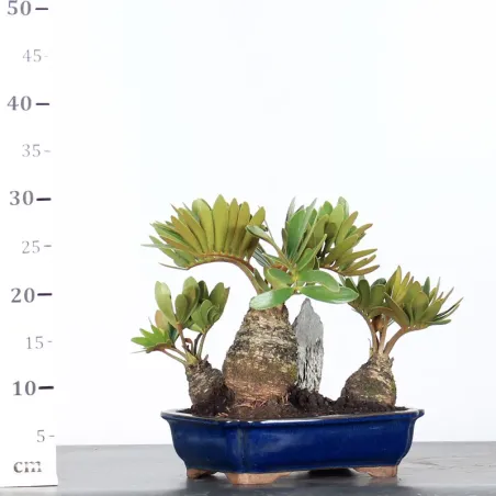 image supplémentaire - ZAMIA 2-7