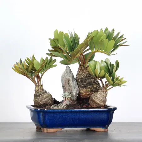 ZAMIA 2-7
