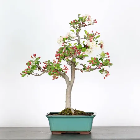 image supplémentaire - POMMIER "MALUS EVERESTE" 1-3