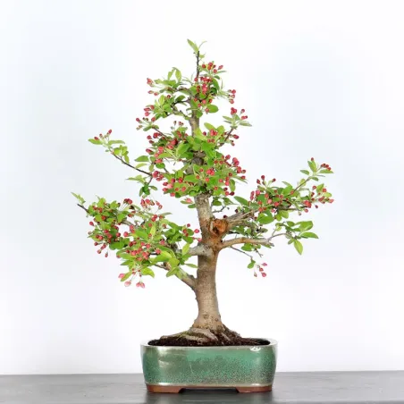 image supplémentaire - POMMIER "MALUS EVERESTE" 1-11