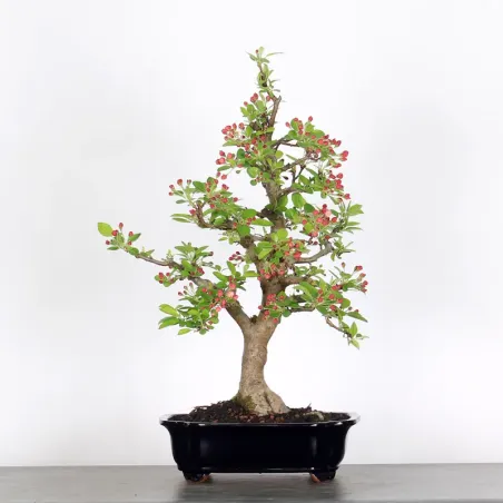image supplémentaire - POMMIER "MALUS EVERESTE" 2-9