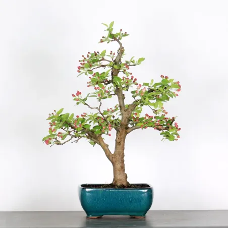 image supplémentaire - POMMIER "MALUS EVERESTE" 2-10