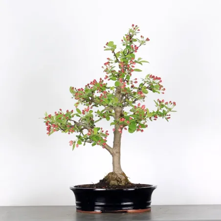 image supplémentaire - POMMIER "MALUS EVERESTE" 2-12