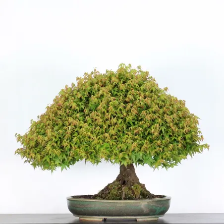 Érable "ACER KIYOHIME" 3-1