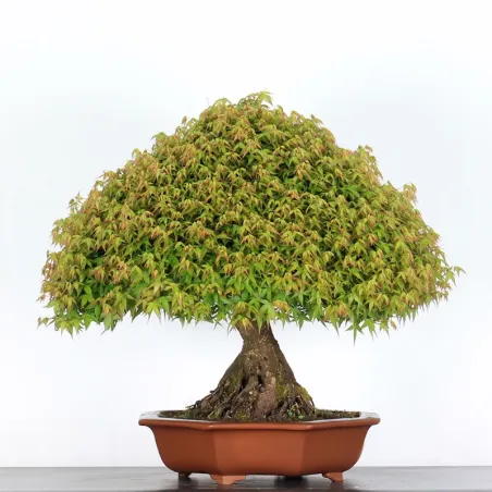 image supplémentaire - Érable "ACER KIYOHIME" 2-10