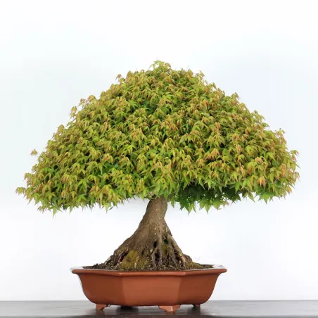 Érable "ACER KIYOHIME" 2-10