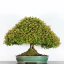 Érable "ACER KIYOHIME" 2-11