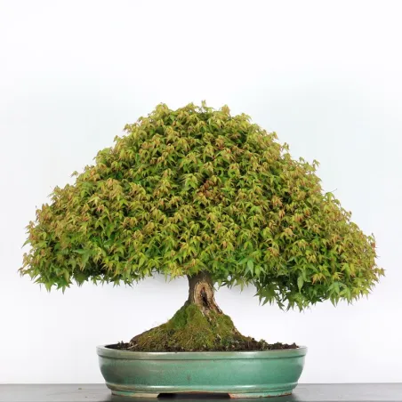 Érable "ACER KIYOHIME" 2-11