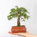 ORME DE CHINE "Ulmus parvifolia"1-1
