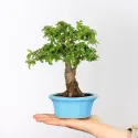 ORME DE CHINE "Ulmus parvifolia"1-2