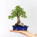 ORME DE CHINE "Ulmus parvifolia"1-3