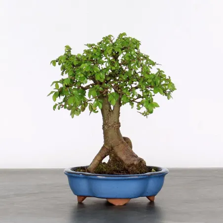 Bonsai Orme de Chine OR-1-13
