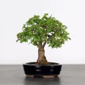 ORME DE CHINE "Ulmus parvifolia"1-14
