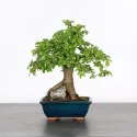 ORME DE CHINE "Ulmus parvifolia" 2-2