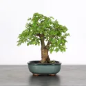 ORME DE CHINE "Ulmus parvifolia" 2-4