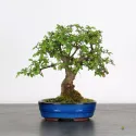 ORME DE CHINE "Ulmus parvifolia" 2-5