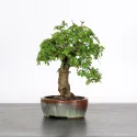 ORME DE CHINE "Ulmus parvifolia" 2-7