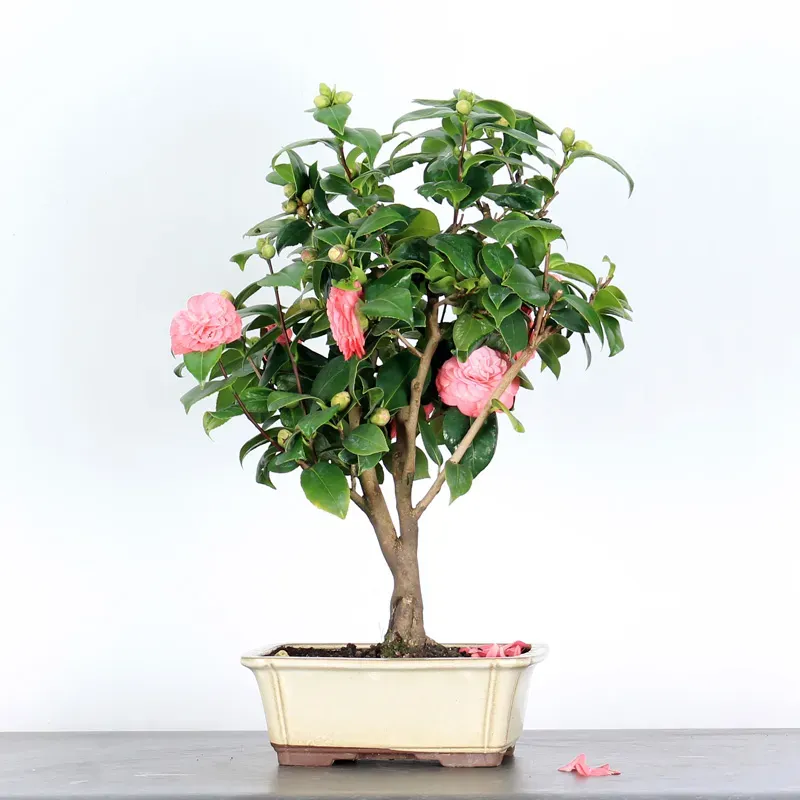 Bonsai Caméllia Japonica