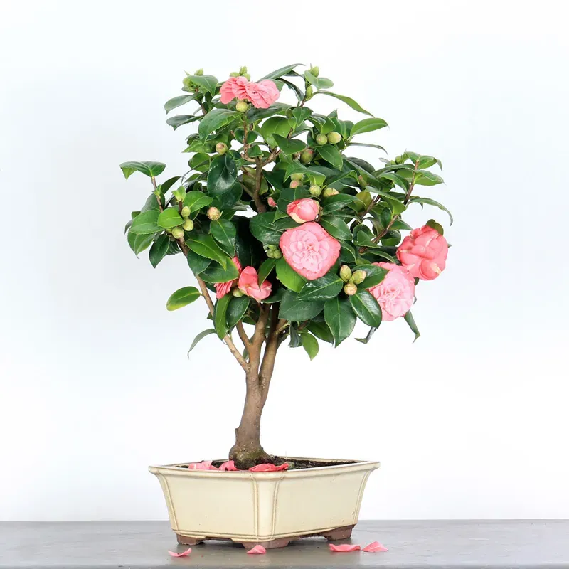 image supplémentaire - Camellia japonica 1-3