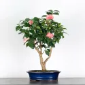 Camellia japonica 1-4