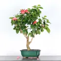 Camellia japonica 1-5