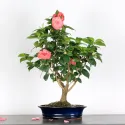 Camellia japonica 1-6
