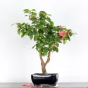 Camellia japonica 1-8