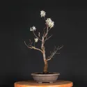 BONSAI AMELANCHIER 1-1