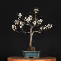 BONSAI AMELANCHIER 1-2