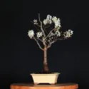 BONSAI AMELANCHIER 1-3