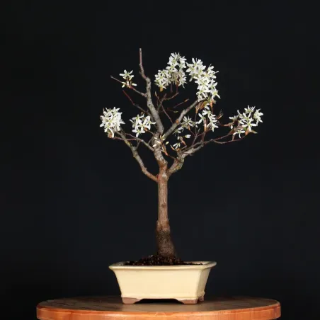 image supplémentaire - BONSAI SERVICEBERRY 1-3