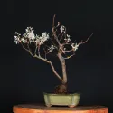 BONSAI AMELANCHIER 1-4