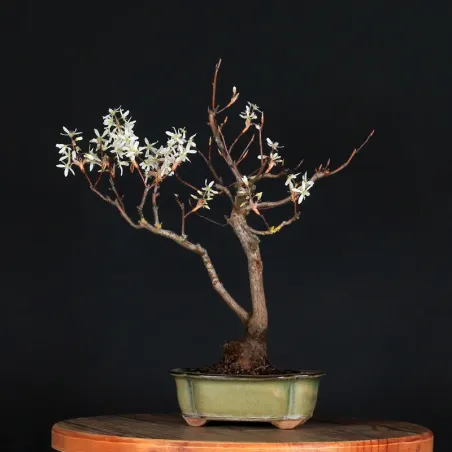 image supplémentaire - BONSAI AMÉLANCHIER 1-4