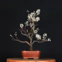 BONSAI AMELANCHIER 1-6
