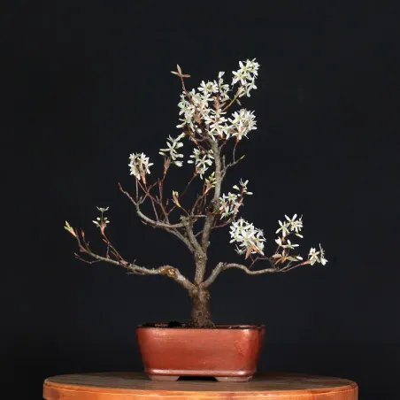 image supplémentaire - BONSAI AMÉLANCHIER 1-6