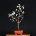 BONSAI AMELANCHIER 1-7