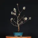 BONSAI AMELANCHIER 1-8