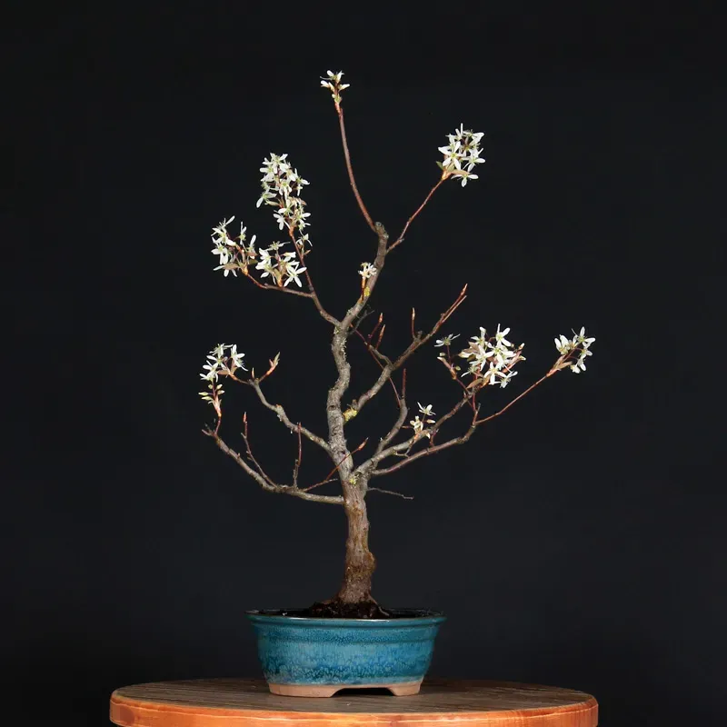 Bonsai Amélanchier AM-1-8
