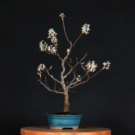 image supplémentaire - BONSAI AMÉLANCHIER 1-8